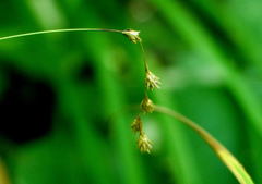 Carex foenea