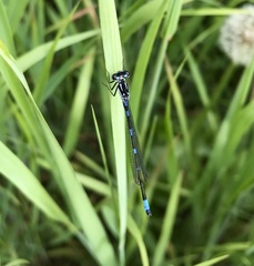 Coenagrion pulchellum