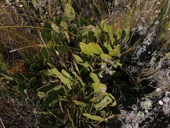 Protea