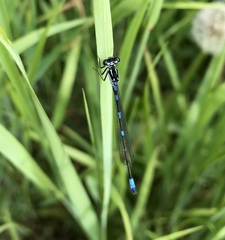 Coenagrion pulchellum