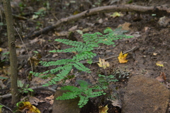 Adiantum pedatum