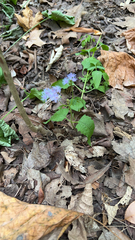 Conoclinium coelestinum