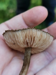 Pluteus umbrosus
