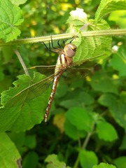Anaciaeschna jaspidea