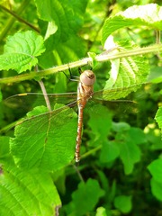 Anaciaeschna jaspidea