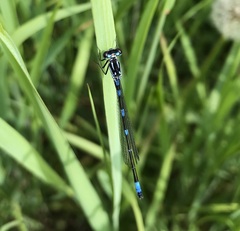 Coenagrion pulchellum