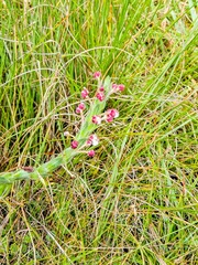 Zaluzianskya microsiphon