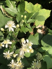Clematis vitalba