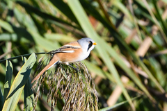 Panurus biarmicus