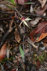 Caladenia fulva