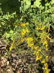 Solidago