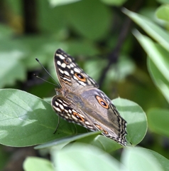 Junonia lemonias