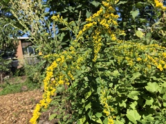 Solidago