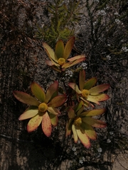 Leucadendron gandogeri