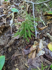 Dendrolycopodium dendroideum
