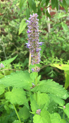 Agastache foeniculum