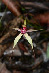 Caladenia fulva