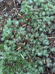 Leucobryum glaucum