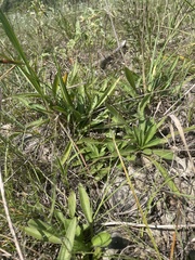 Rudbeckia missouriensis