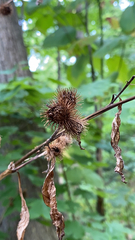 Arctium minus