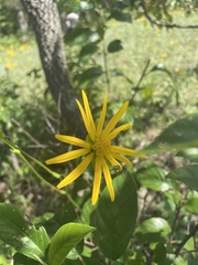 Rudbeckia missouriensis