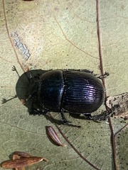 Geotrupes balyi