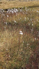 Eriophorum