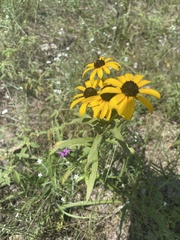 Rudbeckia missouriensis