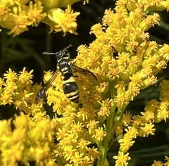 Ancistrocerus
