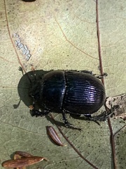 Geotrupes balyi