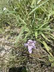 Rudbeckia missouriensis