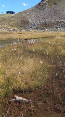 Eriophorum