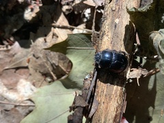 Geotrupes balyi