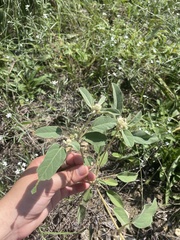 Rudbeckia missouriensis