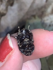 Geotrupes balyi