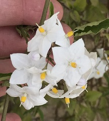 Solanum laxum