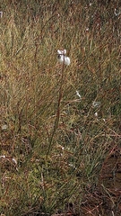 Eriophorum