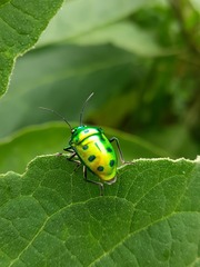 Chrysocoris purpureus