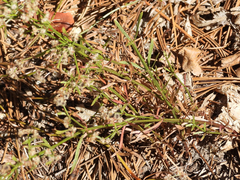 Galium angustifolium