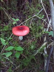 Russula sanguinea
