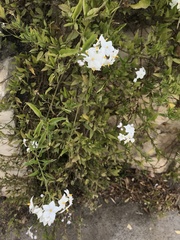 Solanum laxum