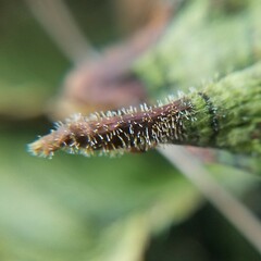 Gliocladium polyporicola