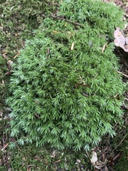 Leucobryum glaucum