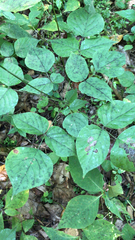 Hylodesmum glutinosum