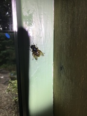 Sericomyia silentis