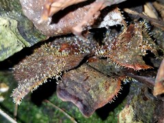 Gliocladium polyporicola