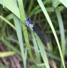 Coenagrion pulchellum