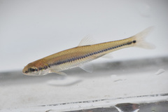 Pimephales notatus