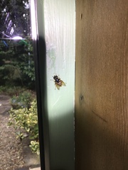 Sericomyia silentis