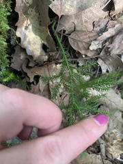 Dendrolycopodium dendroideum